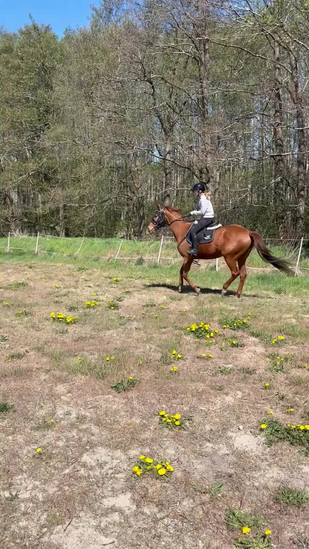 Allround hästar till salu: Intressekoll - Video 3