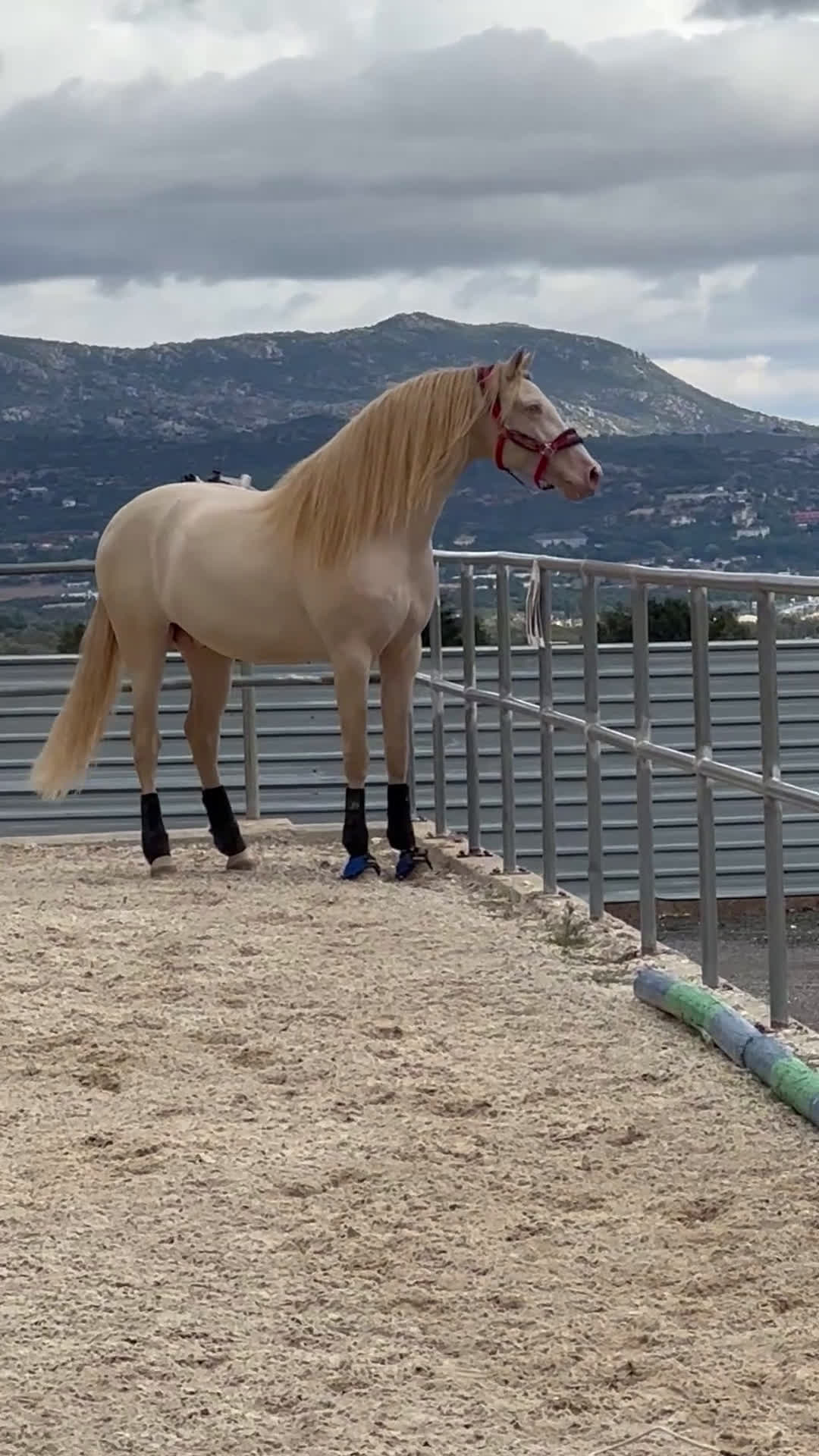 Avelshästar hästar till salu: Exklusiv CrCr PRE avelshingst  i Guadarrama - Video 3