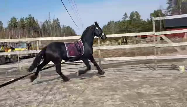Allround hästar till salu: Sirius en läckerbit utöver det vanliga i Upplands Väsby - Video 1