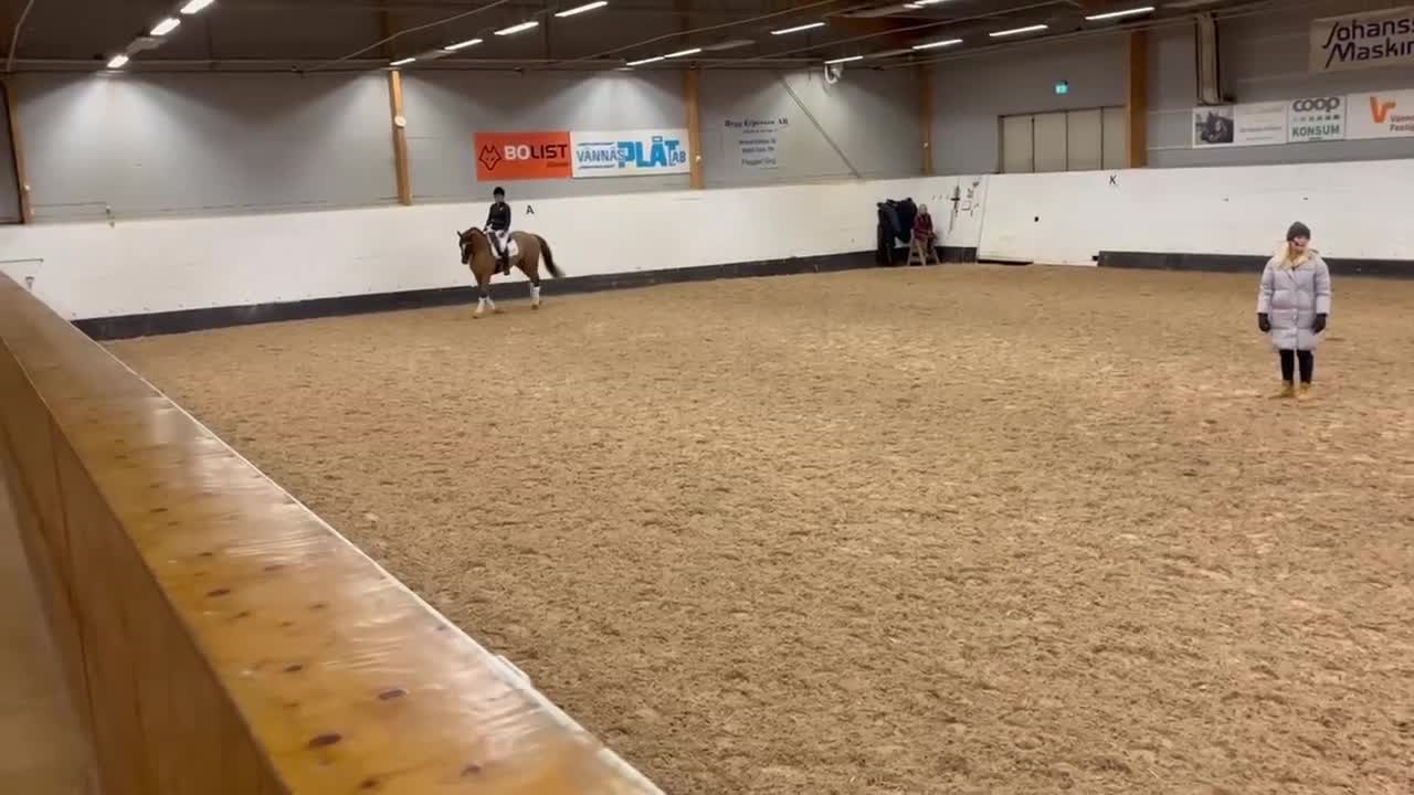 Dressyr hästar till salu: Vackert dressyrsto - Video 2
