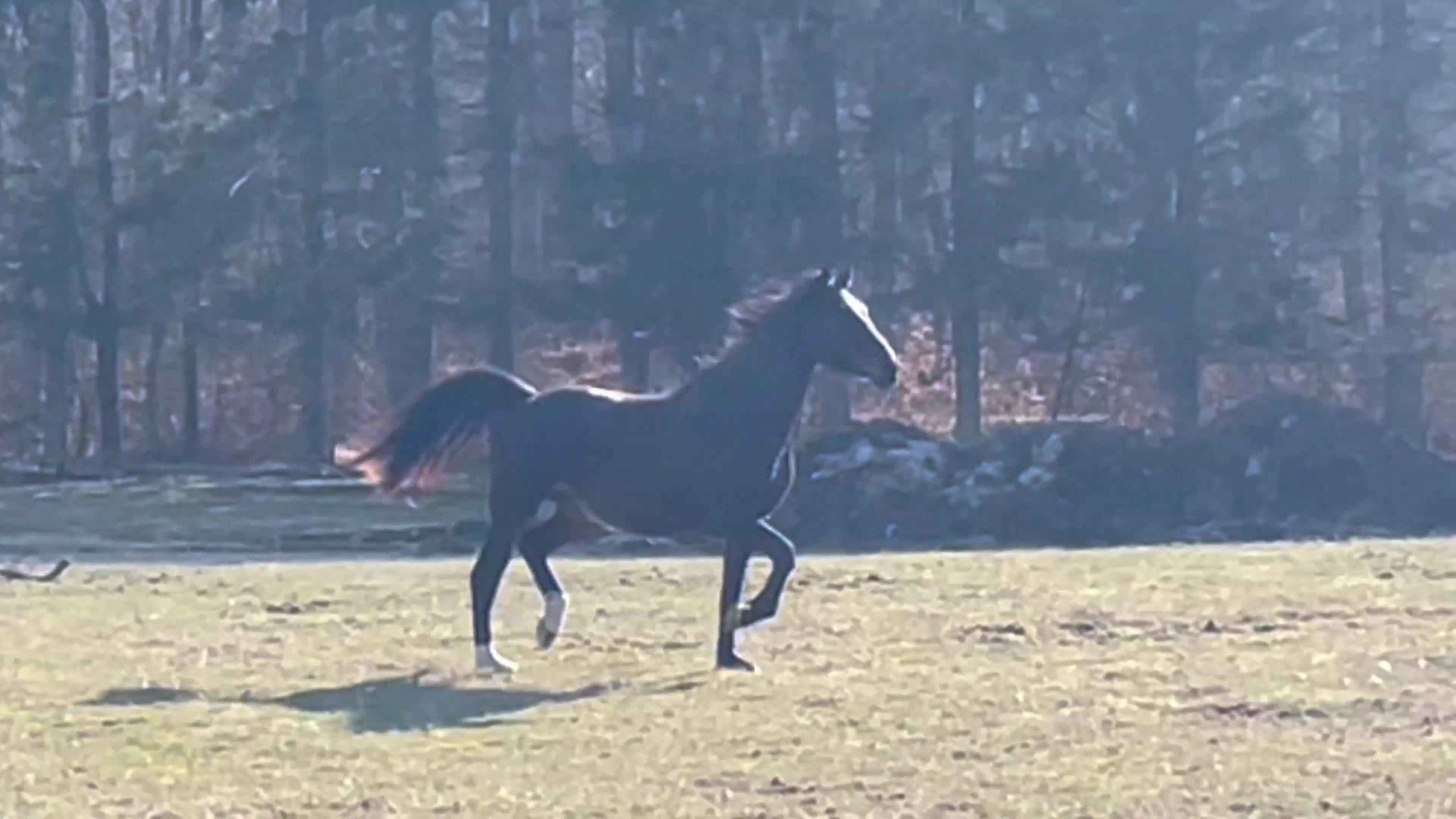 Allround hästar till salu: Fin 3åring efter Onofakinde - Video 1