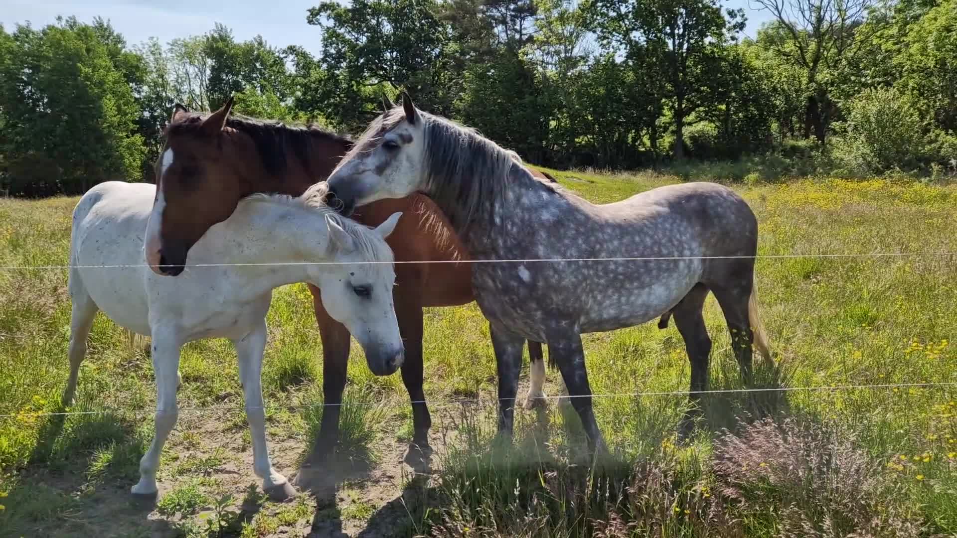 Sällskap hästar till salu: Fin sällskapshäst söker nytt hem ❤️ - Video 1