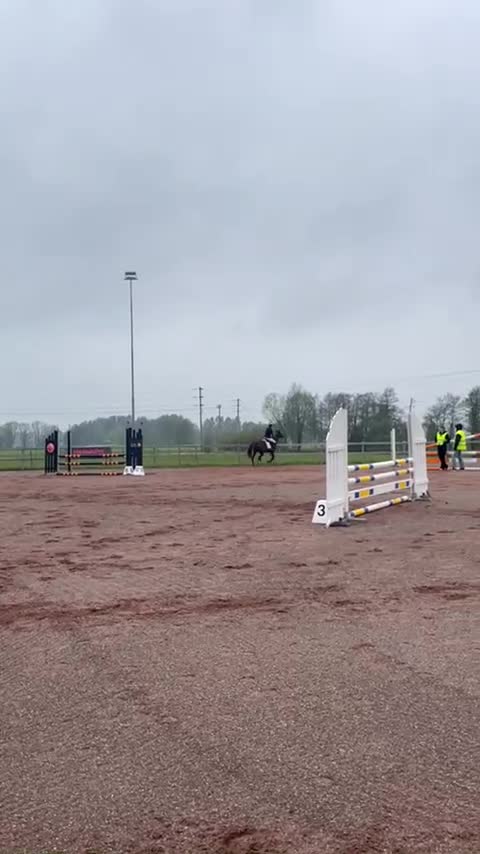 Allround hästar till salu: 🌟 Snäll valack 7 år 🌟 - Video 2