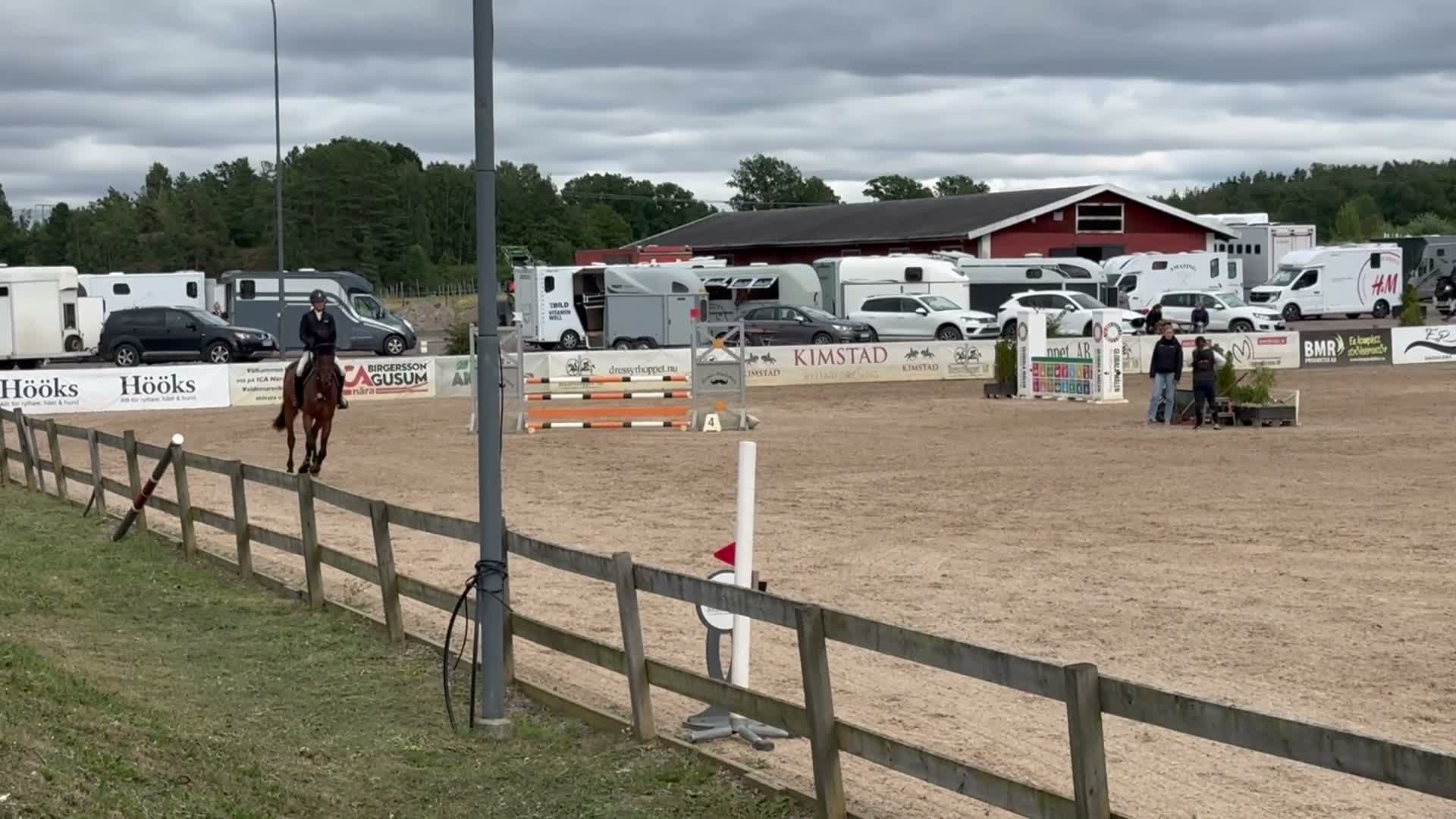 Hoppning hästar till salu: 5årig SWB-valack - Video 2