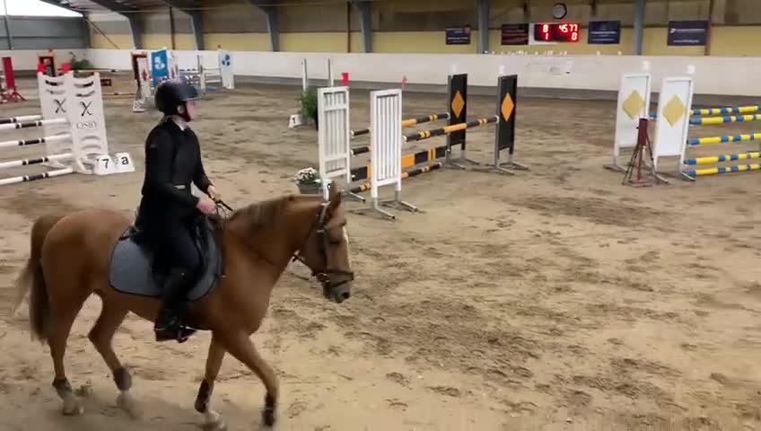 Allround hästar till salu: Välutbildad läromästare med SM-meriter - Video 1