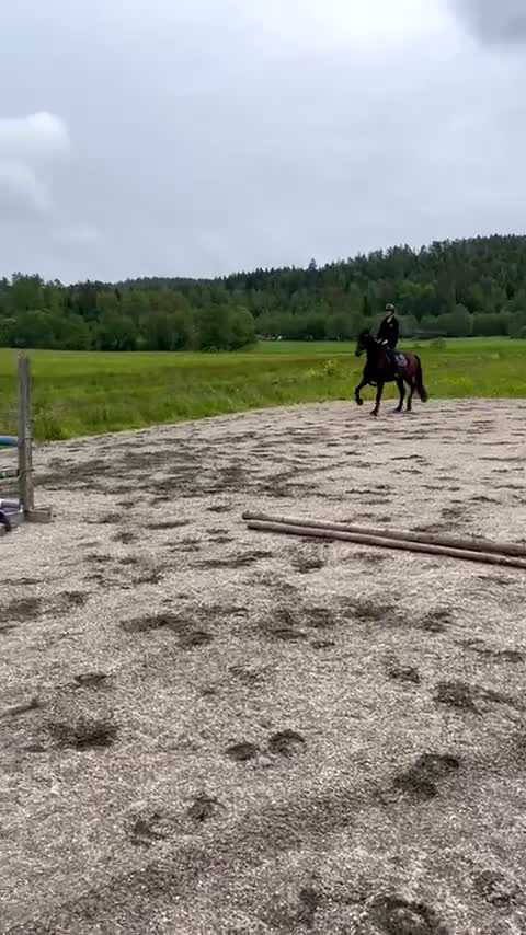Allround hästar till salu: RAIDER i Mölndal - Video 1