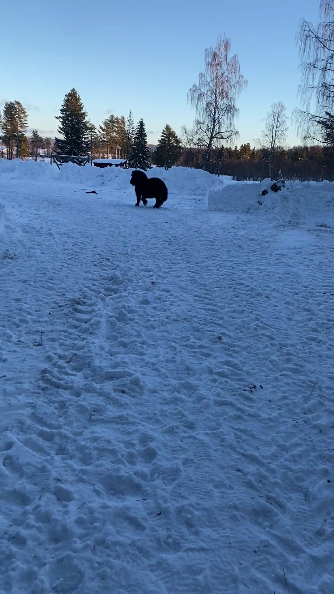 Övrigt hästar till salu: !!intresse koll!! i Mora - Video 2