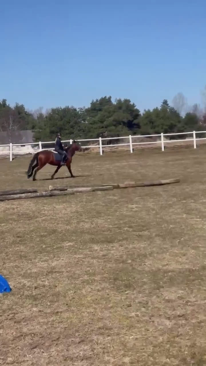 Allround hästar till salu: Nu vill vi hitta rätt hem till denna tjej i Kvibille - Video 1