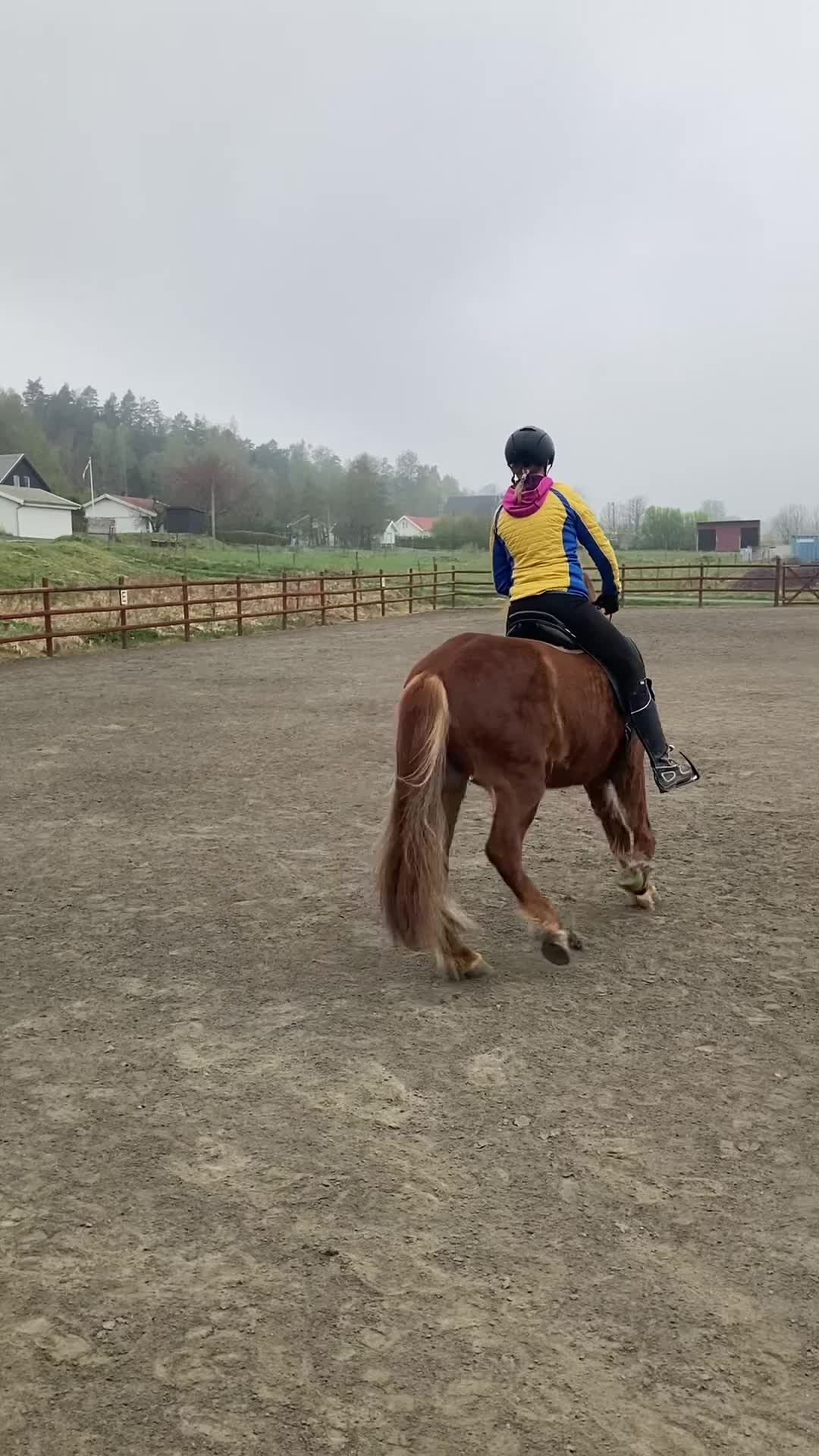 Island hästar till salu: Underbart ungsto! - Video 1