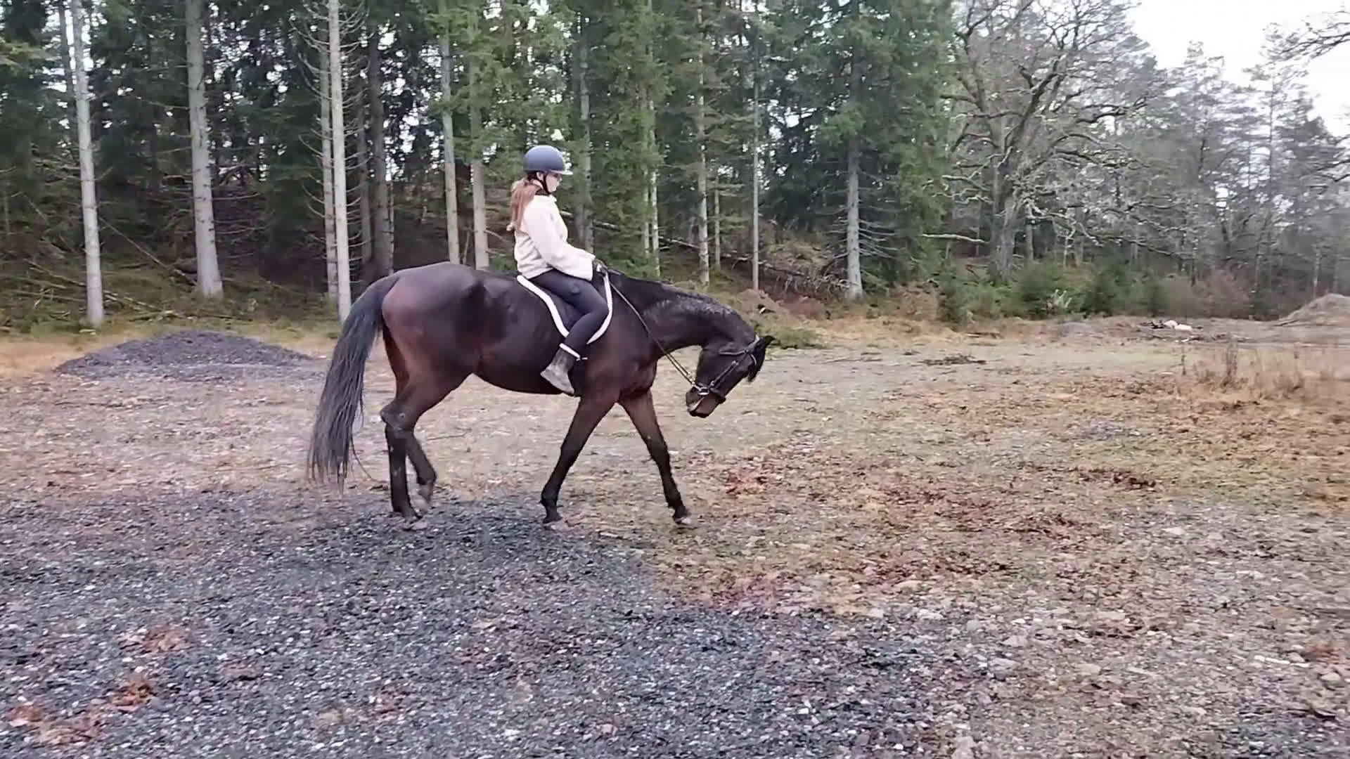 Allround hästar till salu: Vacker häst till ridning/avel i Hålanda - Video 1