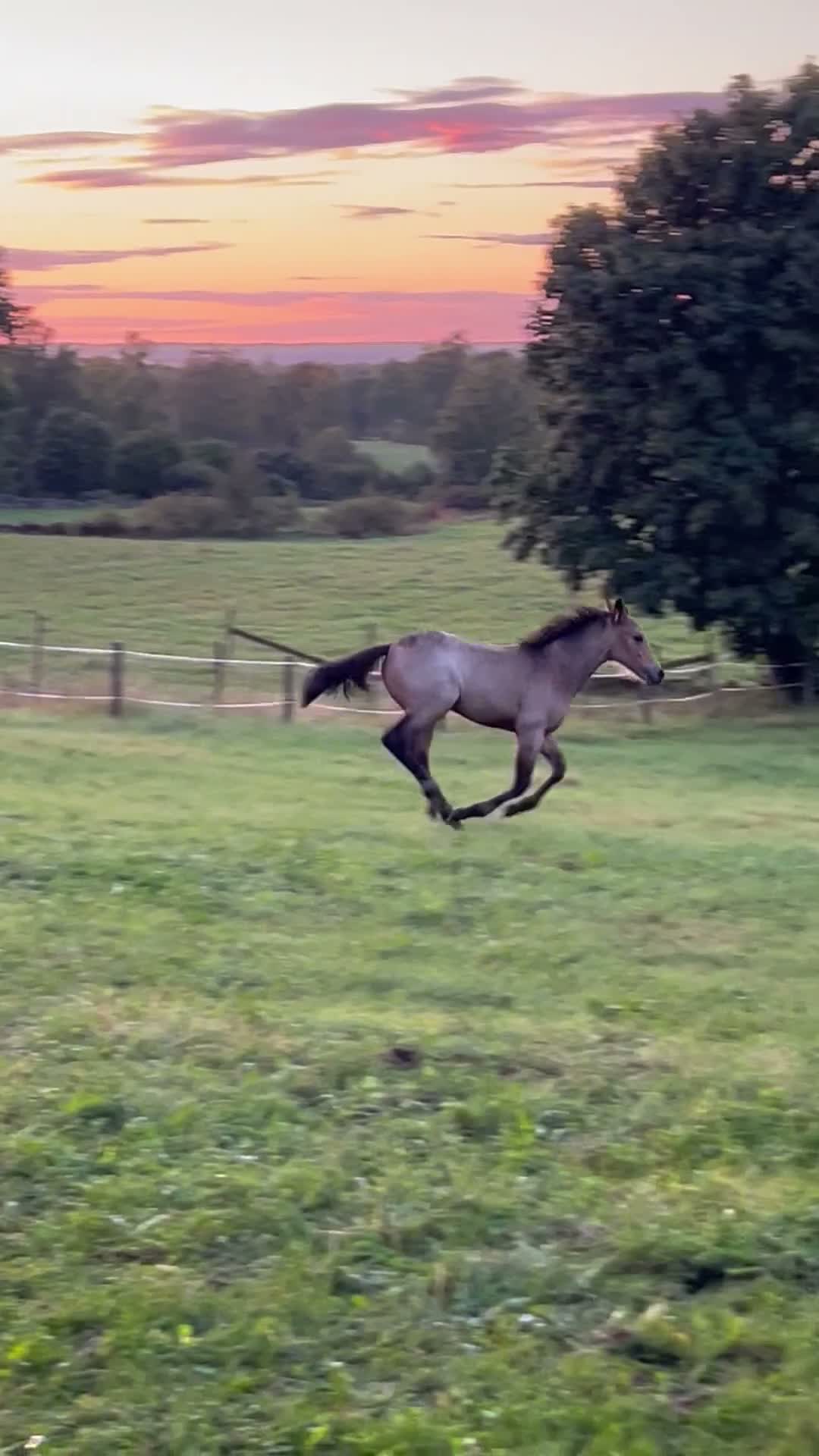Allround hästar till salu: Fullstammad Connemara Hingst e Bjennesby Axwell - Video 1