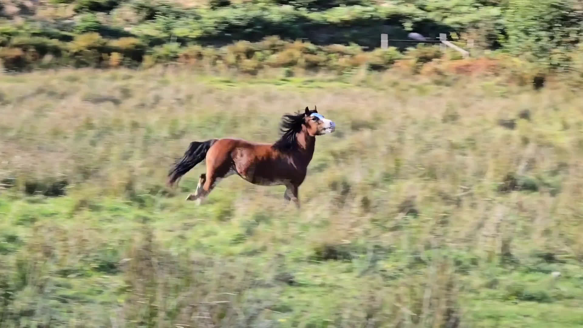 Allround hästar till salu: Welsh mountain, sportponny, barnponny, körponny! i Uddevalla - Video 4