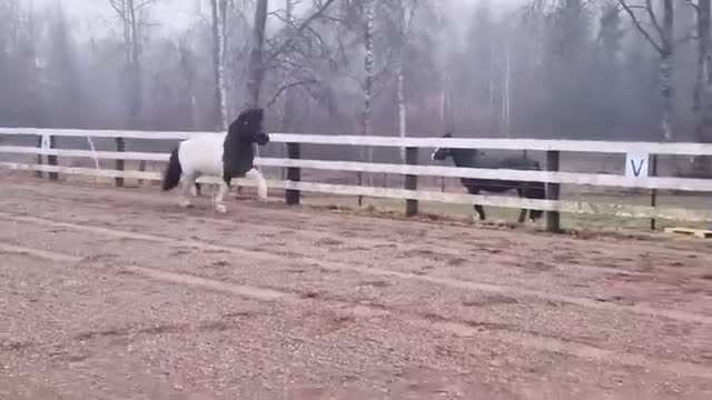 Övrigt hästar till salu: Islandssto i Åseda - Video 1