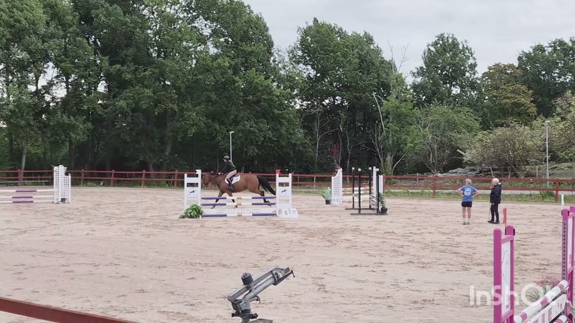 Hoppning hästar till salu: Forma din framtida stjärna! - Video 1