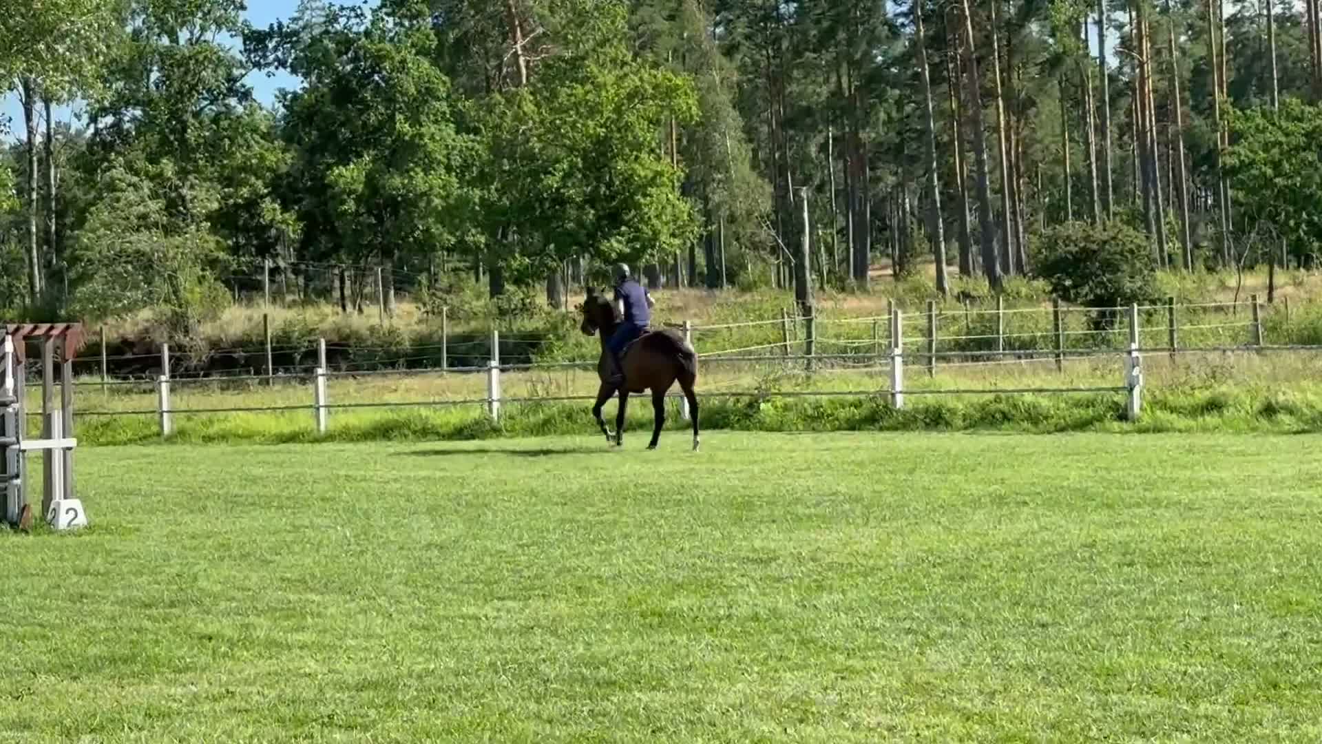 Hoppning hästar till salu: Trygg 8år 140-150 valack  e Kannan från 160 mamma - Video 1