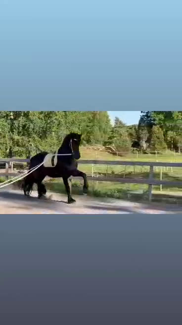 Allround hästar till salu: Sirius en läckerbit utöver det vanliga i Upplands Väsby - Video 3