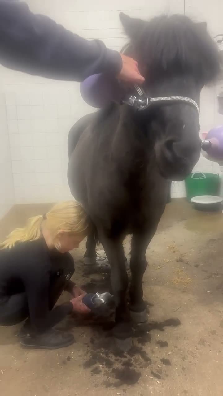 Allround hästar till salu: Världens bästa shettis - Video 2