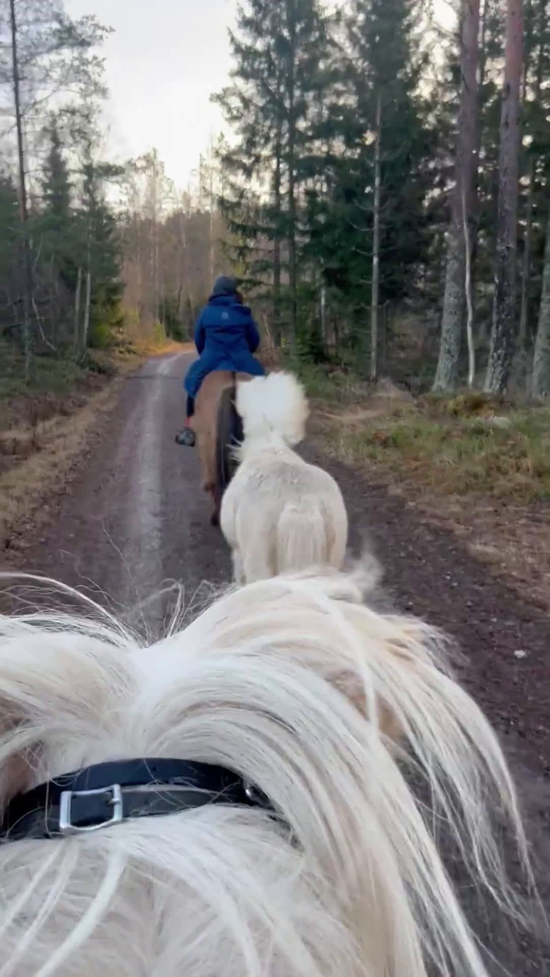 Island hästar till salu: Sockersöt sto i Näshulta - Video 1