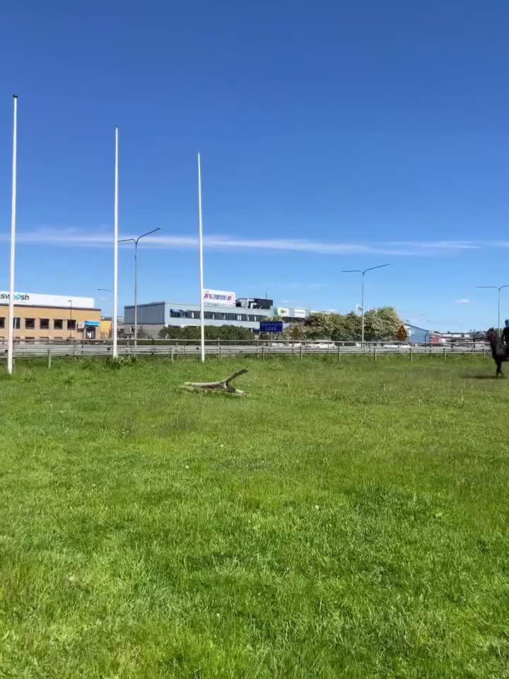 Allround hästar till salu: Nätt och trevligt sto - Video 2