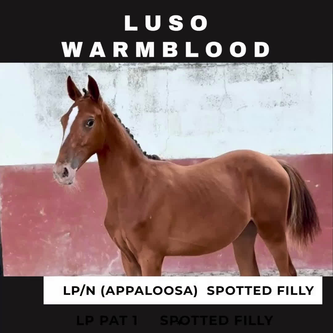 Allround hästar till salu: Luso varmblodig sto i Badajoz - Video 3