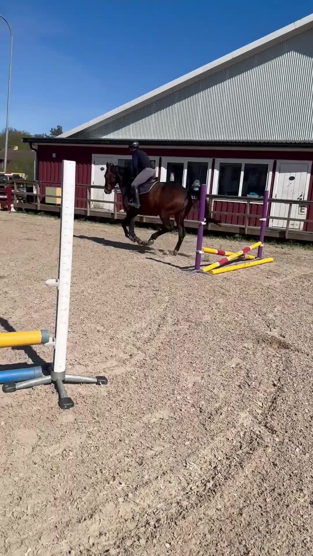 Allround hästar till salu: Vackert 6 årigt sto säljes - Video 1