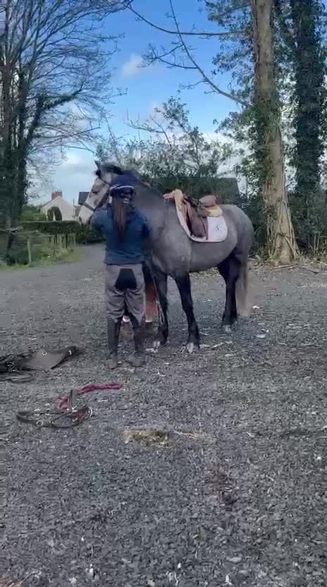 Allround hästar till salu: Vackert och tryggt 1:a klass connemarasto! 💜 - Video 3