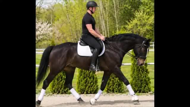 Allround hästar till salu: Premium Allrounder- dressage, driving, jumping - Video 1