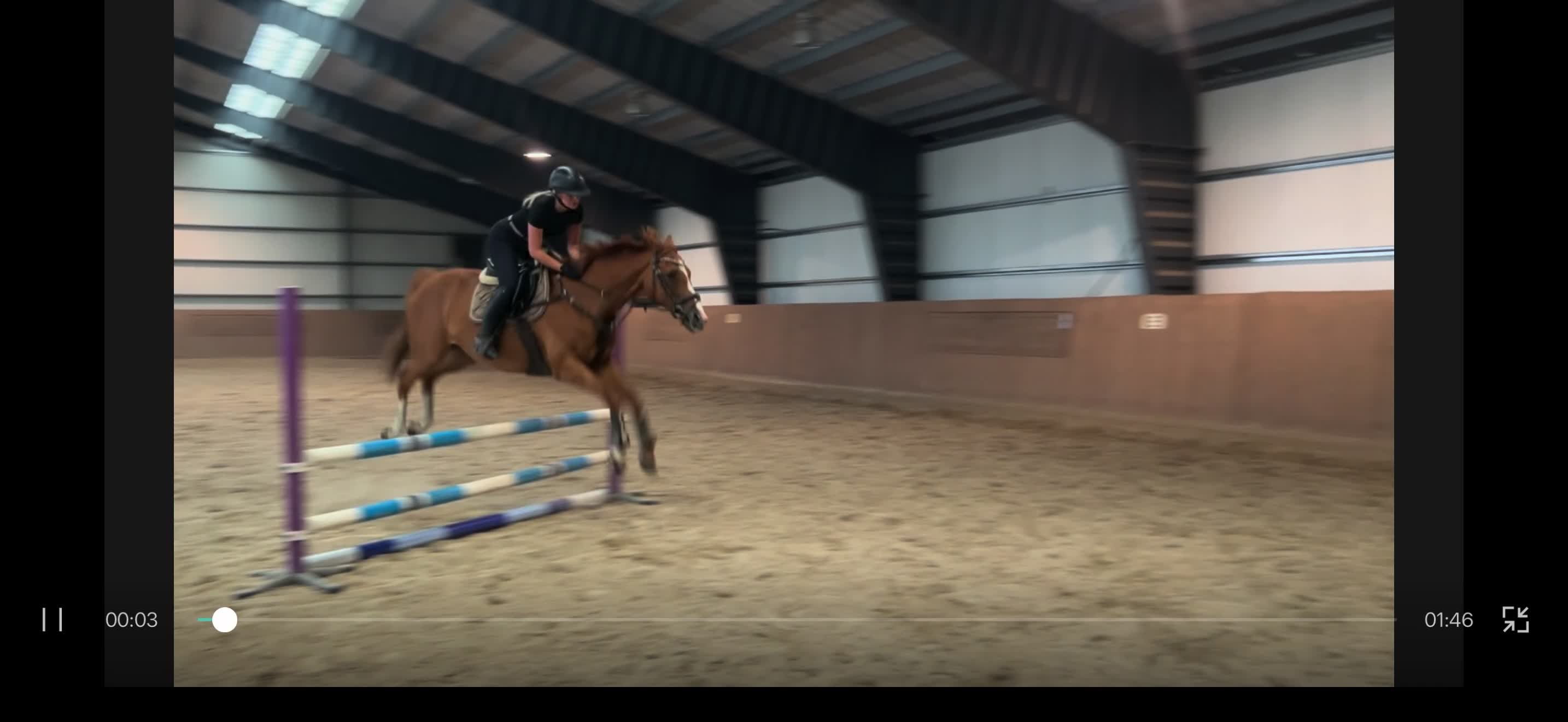 Allround hästar till salu: Charmigt fullblodssto med stor personlighet! i Hällingsjö - Video 1