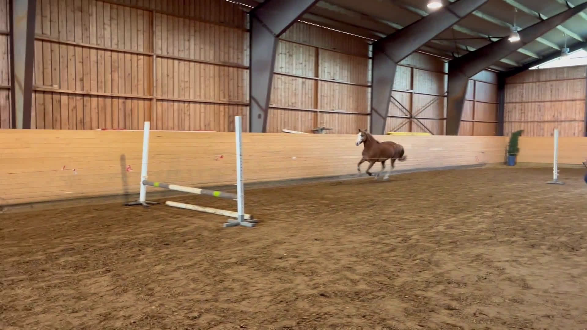 Allround hästar till salu: Maxad B ponny för framtiden🌟 i Flen - Video 4