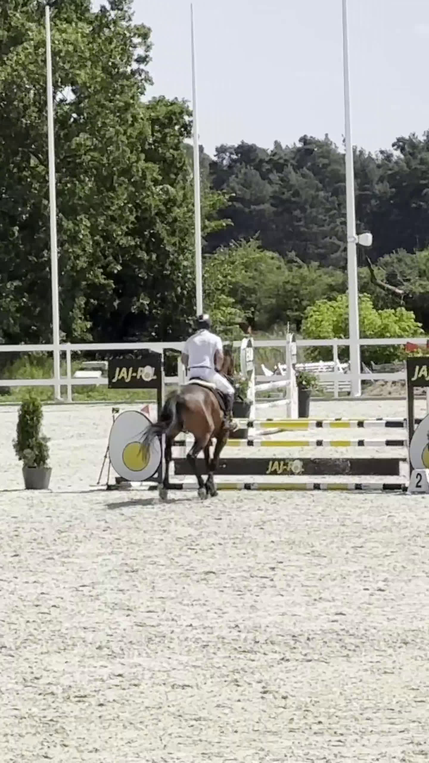 Hoppning hästar till salu: 5yo gelding by Zinedream, brother to 1.60 jumper i Malmö - Video 1