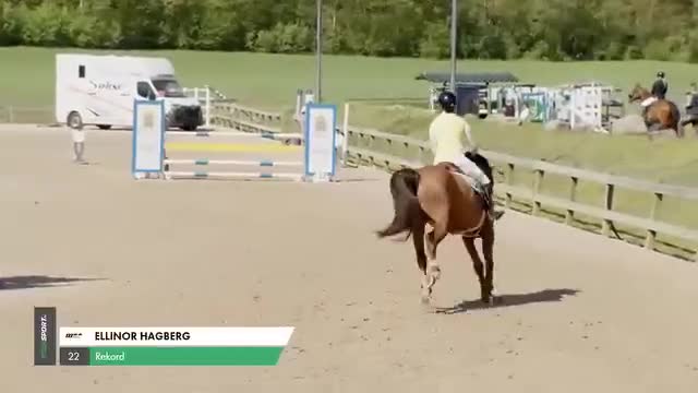 Dressyr hästar till salu: Mångsidig kille med utstrålning! - Video 4