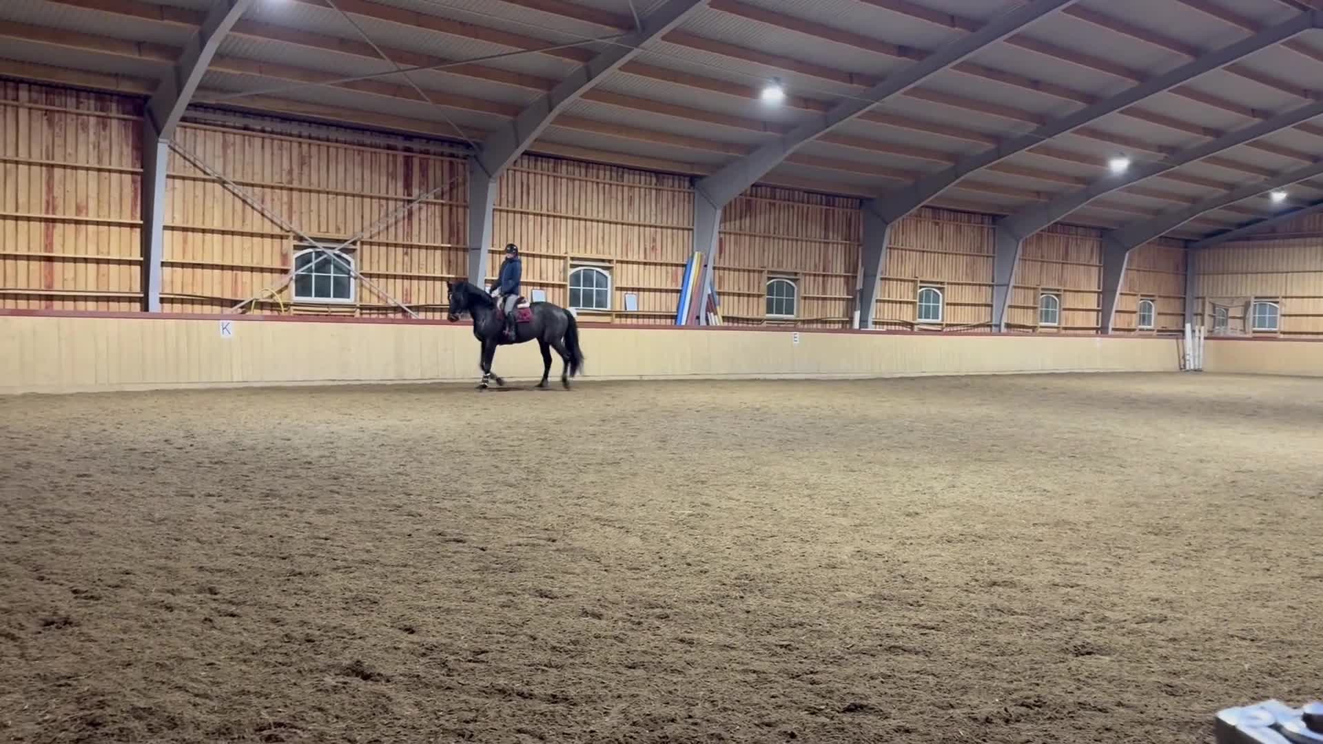 Allround hästar till salu: Lyxig allround häst i Mörbylånga - Video 2