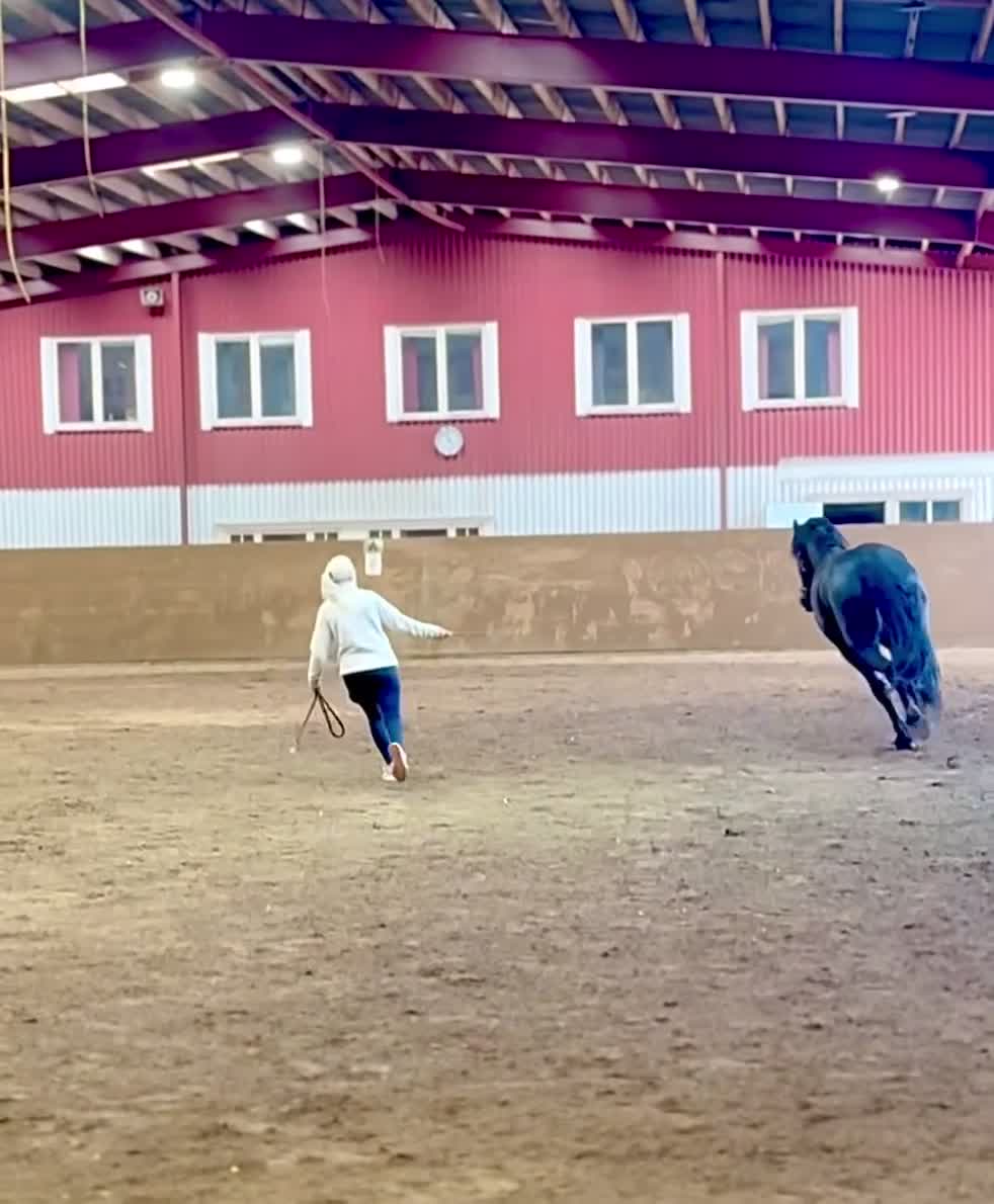 Allround hästar till salu: Elegant frieservalack med stor potential - Video 4