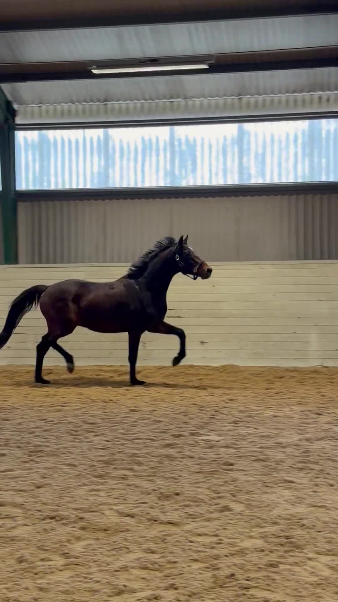 Dressyr hästar till salu: Ung talang med fin ridbarhet - Video 2