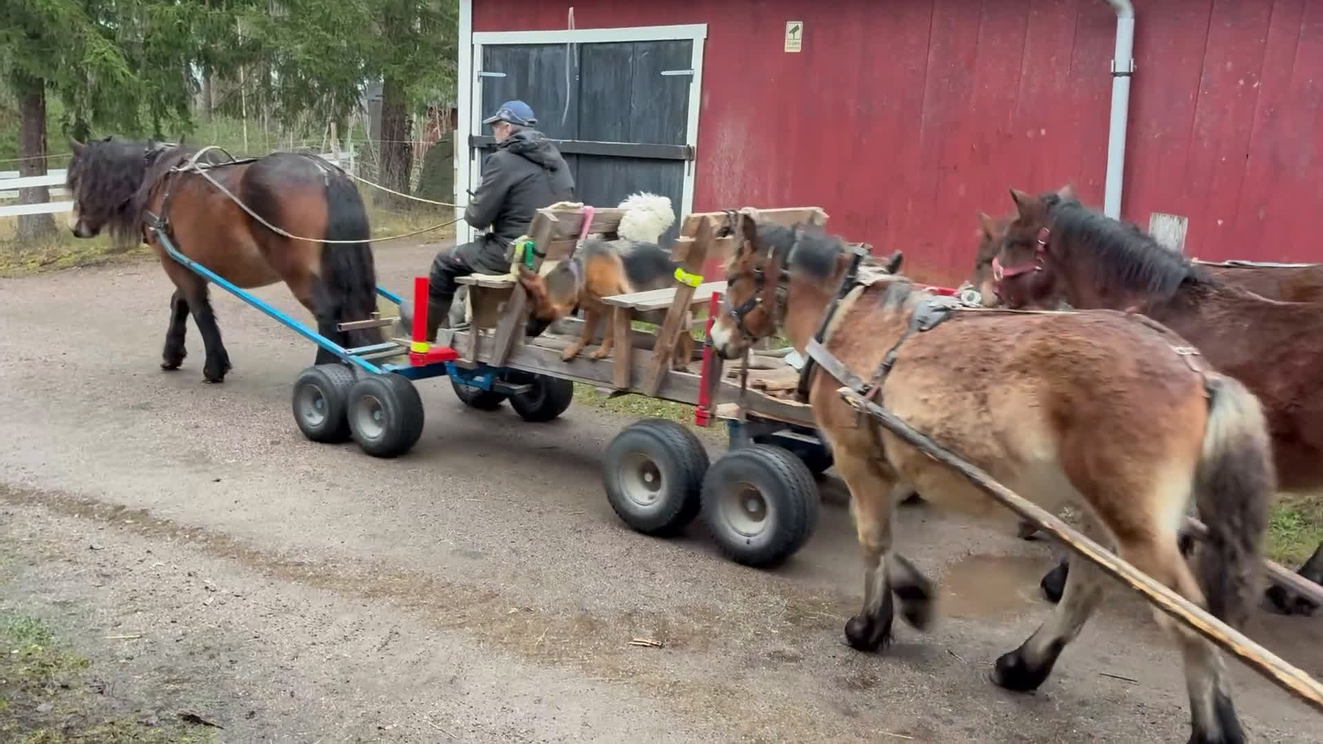 Körning hästar till salu: Välhanterat Hingstföl  i Alfta - Video 2