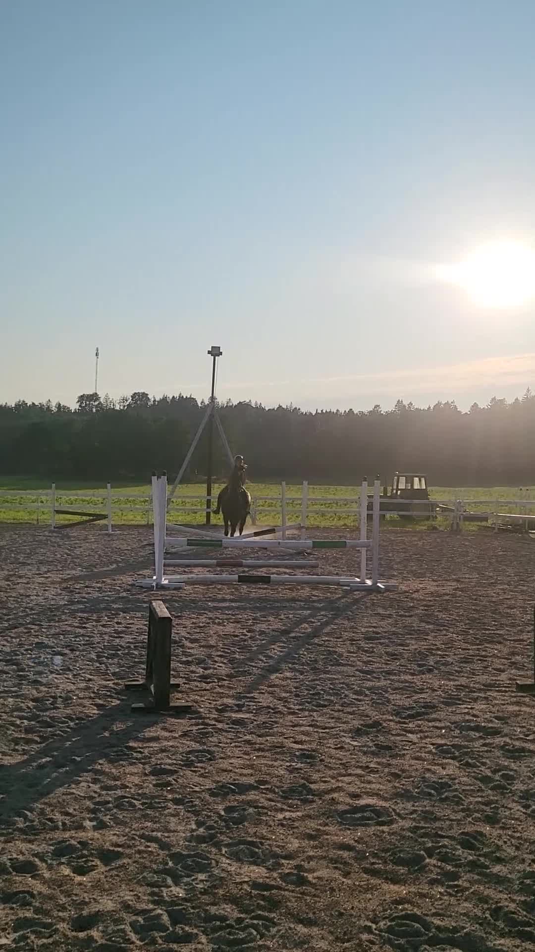 Allround hästar till salu:  Rätt Hem sökes - Video 3