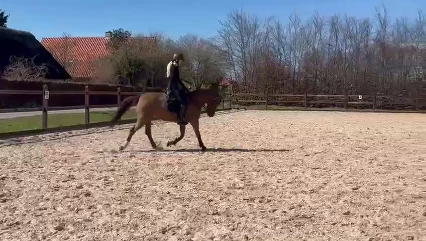 Dressyr hästar till salu: Lovely dressagepony - Video 1