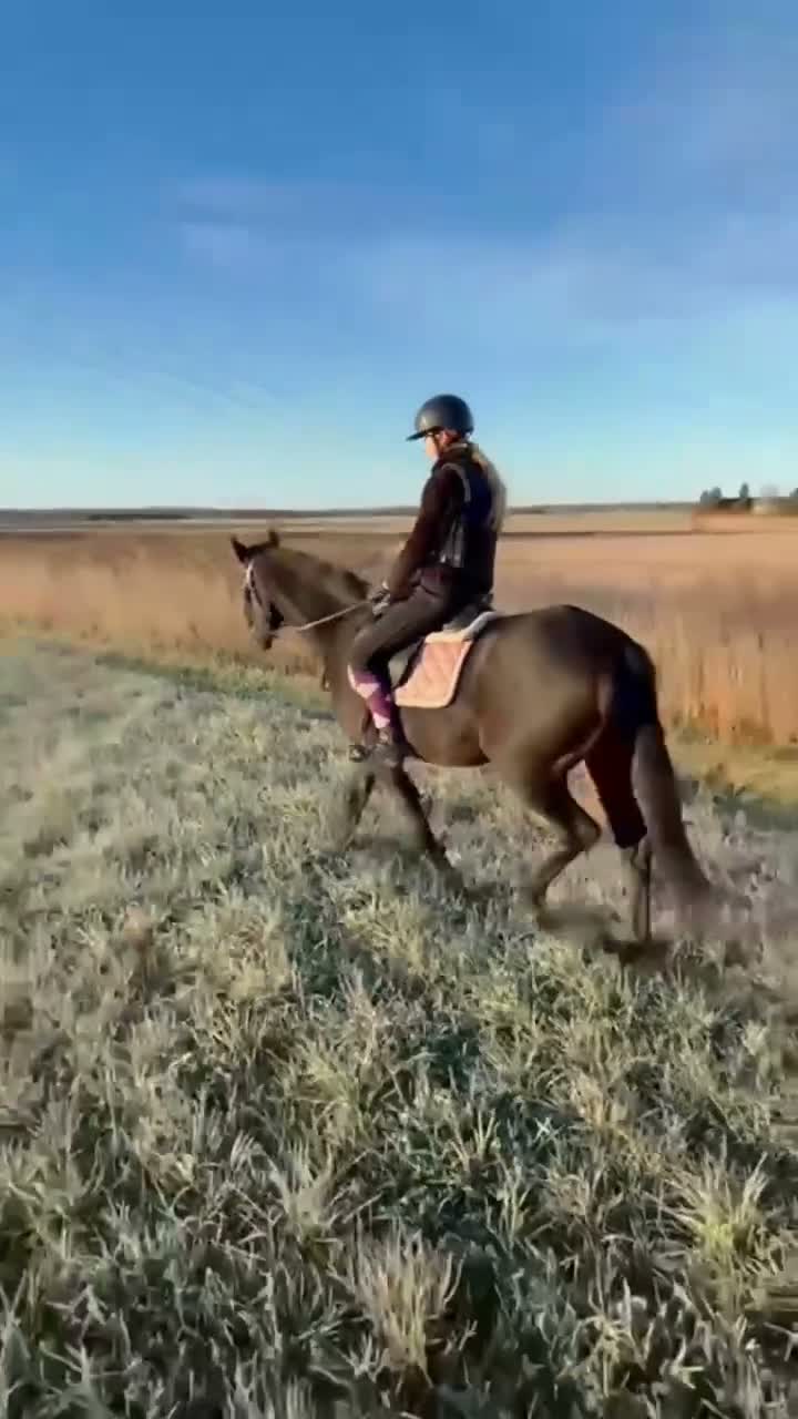 Allround hästar till salu: Izzy söker nytt hem🌸 i Vintrosa - Video 3