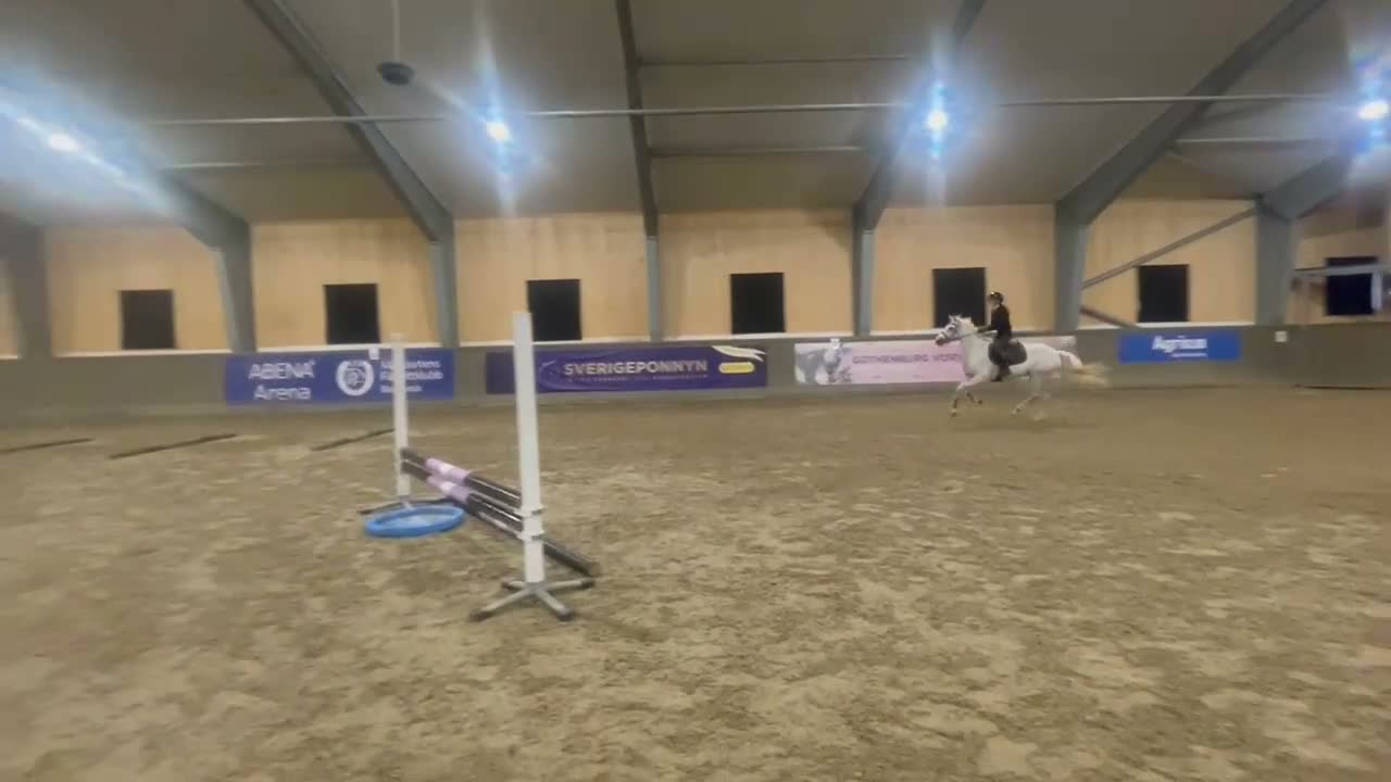 Allround hästar till salu: Personligt sto som funkar till det mesta - Video 1