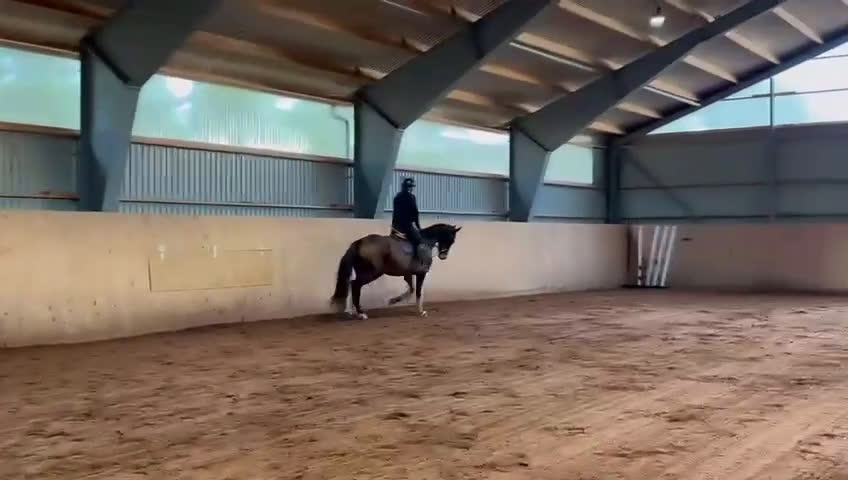 Hoppning hästar till salu: Ädel Sporthäst i Mönsterås - Video 1