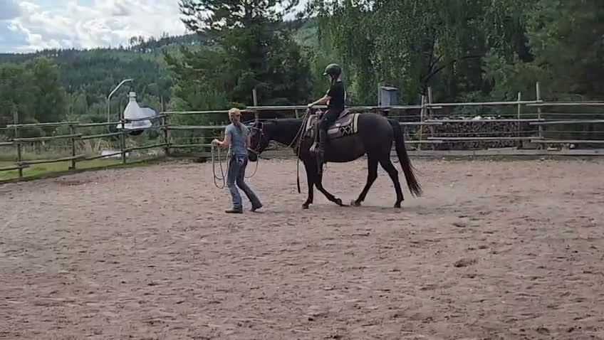 Western hästar till salu: Quarter horse, valack, 3år - Video 2