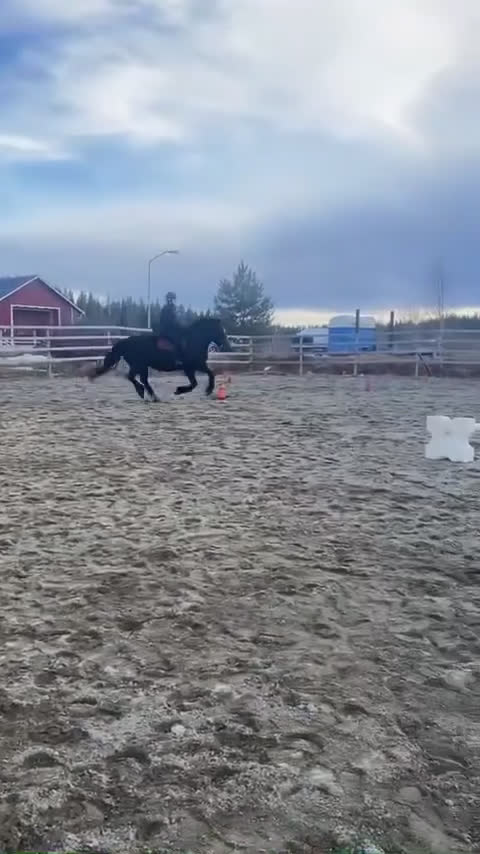 Allround hästar till salu: Vacker underbart kallblodsto, mamma dotter häst  - Video 2