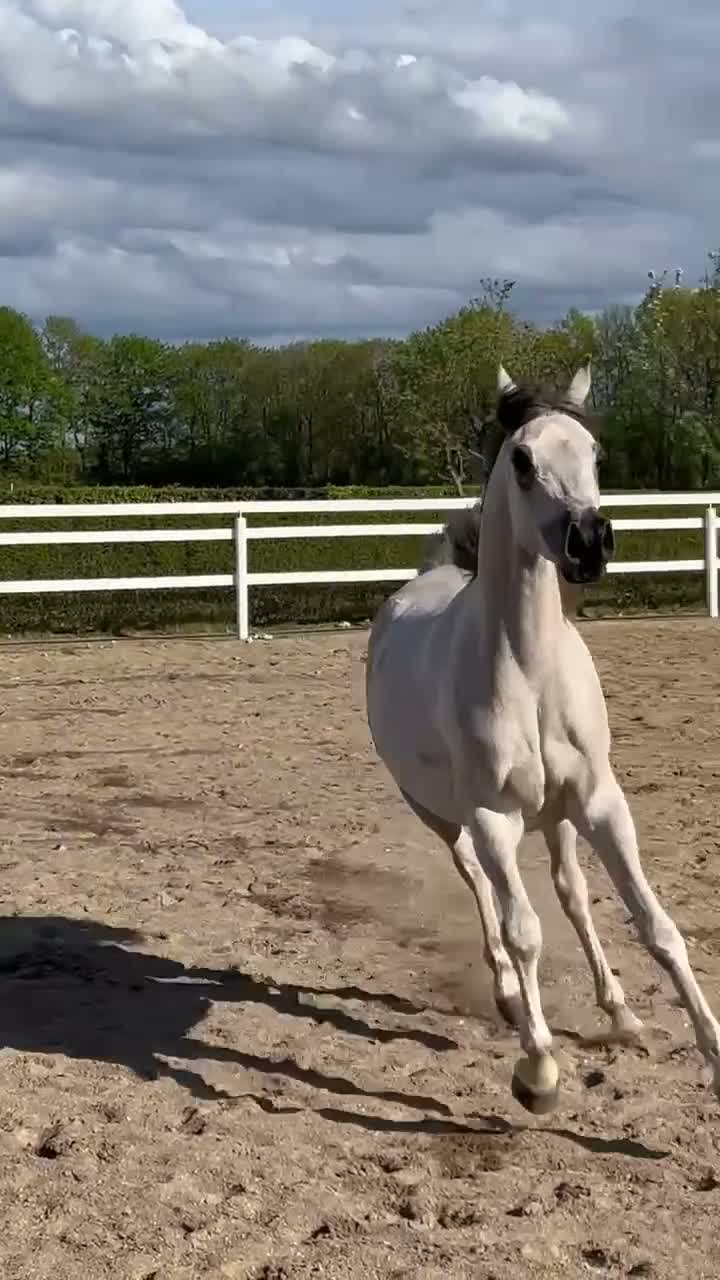 Allround hästar till salu: Super skøn hoppe for avl og show - Video 1
