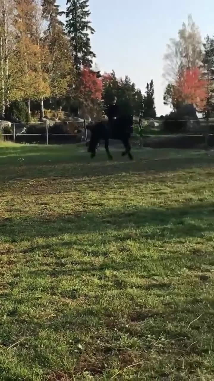 Allround hästar till salu: Bildskön kallblodstravare med fina gångarter  i Västerås - Video 1