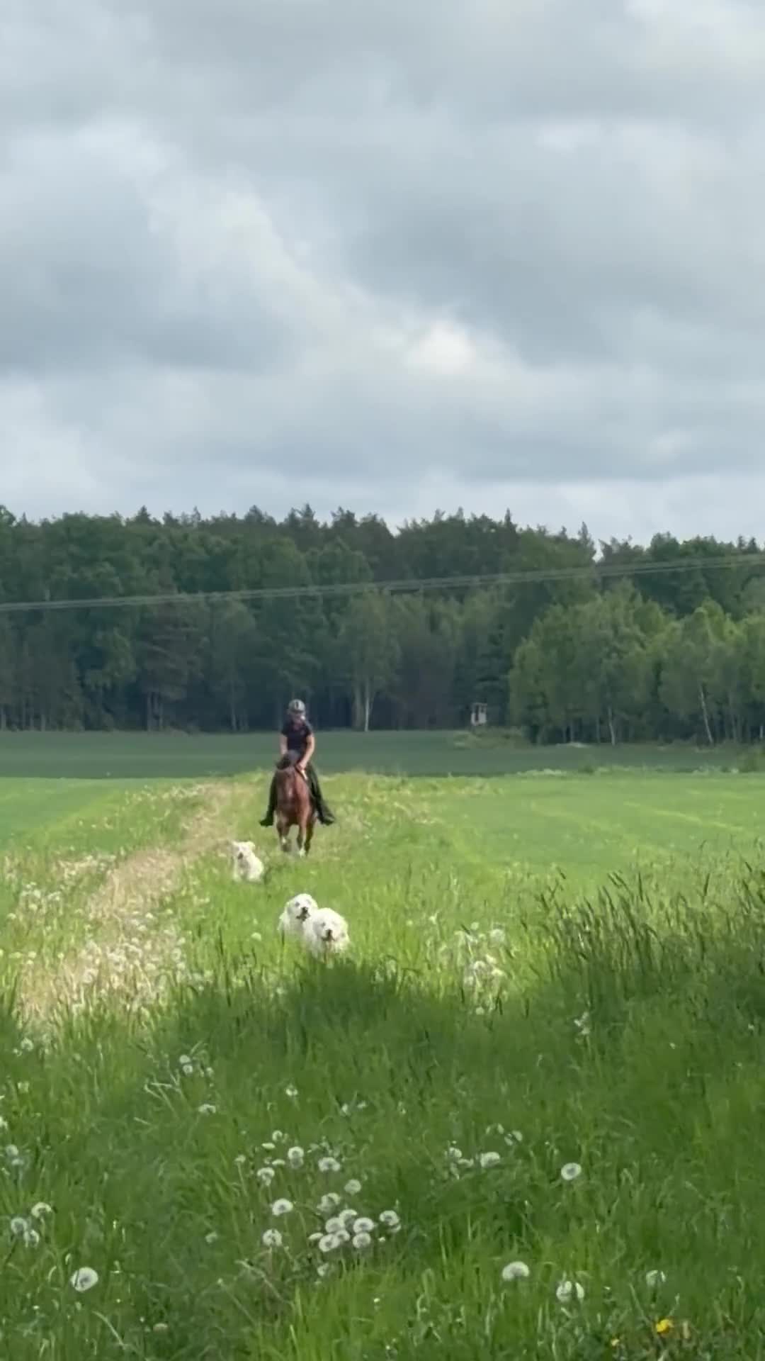 Dressyr hästar till salu:  Rocky – C-ponny med hjärtat på rätt ställe - Video 1