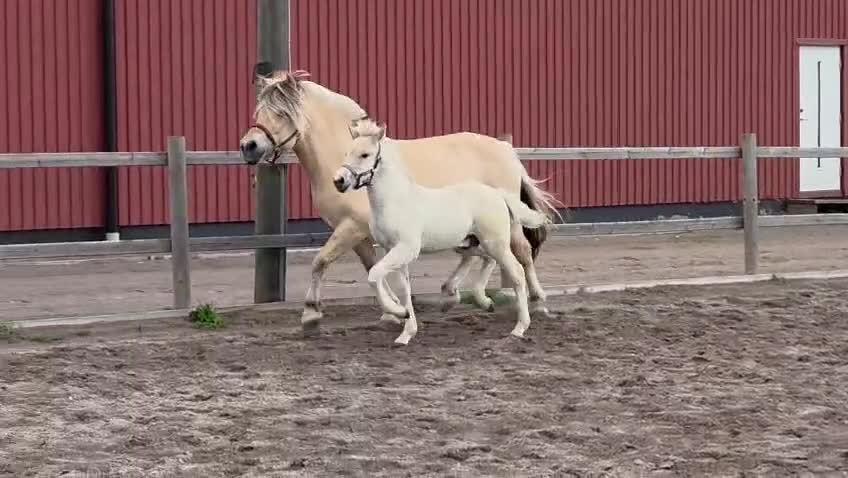 Allround hästar till salu: Hingstföl född i maj  i Köpingsvik - Video 1