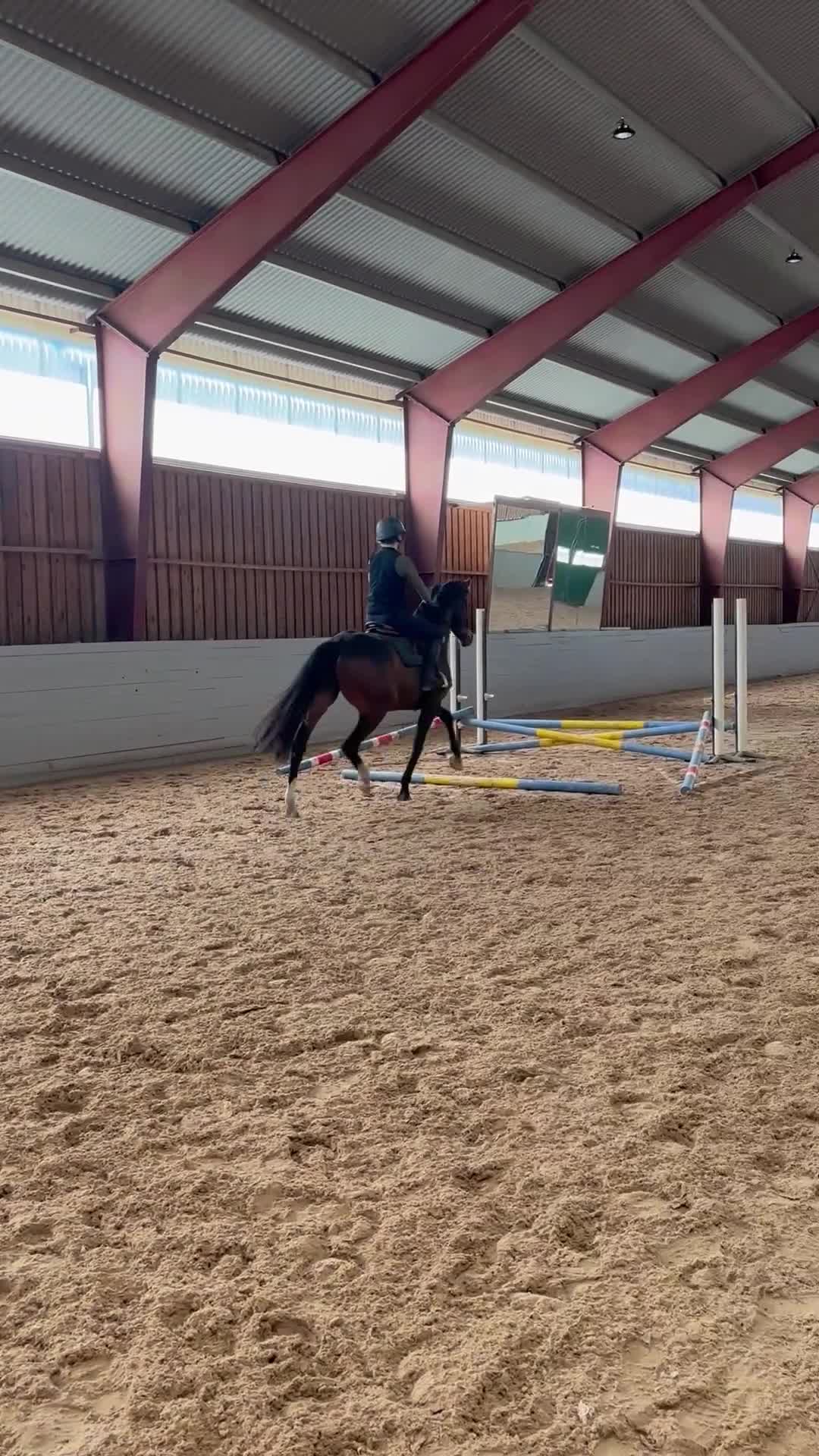 Hoppning hästar till salu: Fynda en sagohäst - Video 1