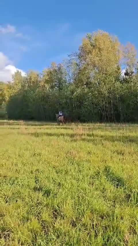 Allround hästar till salu: En trygg allroundhäst med hjärtat på rätt ställe❤️ - Video 5