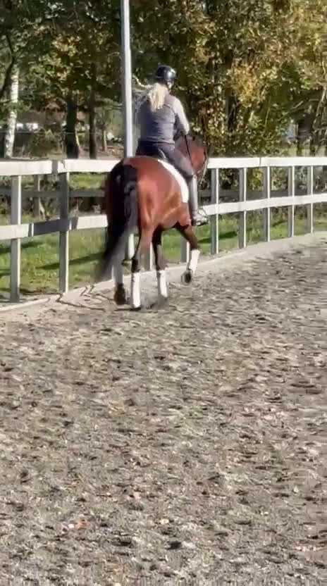 Allround hästar till salu: PRE 10 år i Munka-ljungby - Video 2