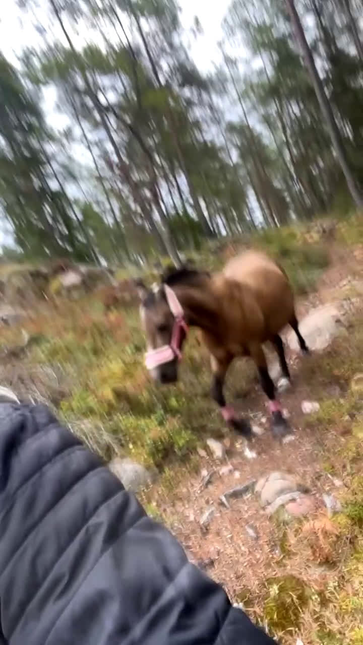 Allround hästar sökes: Medryttare sökes  i Åkersberga - Video 1